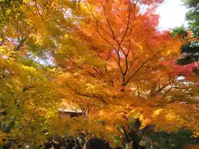 常寂光寺(京都府)