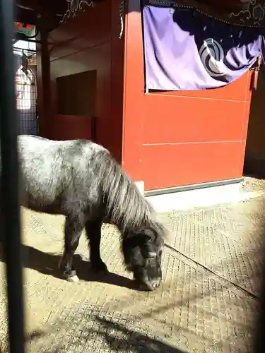 神田神社（神田明神）の動物