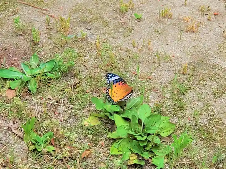 猪名野神社の動物