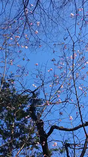 阿佐ヶ谷神明宮の自然