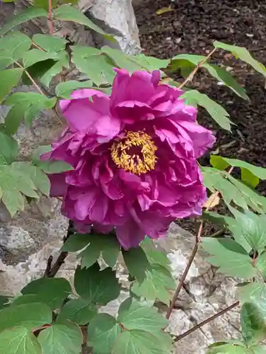 鶴岡八幡宮の自然