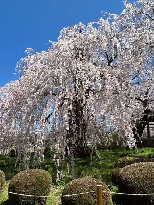 安養寺の{uncategorized: "未分類", other: "その他", undefined: "問題あり", building: "その他建物", grave: "お墓", sacred_gate: "鳥居", guardian: "狛犬", statue: "像", buddha: "仏像", history: "歴史", nature: "自然", garden: "庭園", animal: "動物", pagoda: "塔", temizu: "手水舎", mountain_gate: "山門・神門", sanctuary: "本殿・本堂", subordinate: "末社・摂社", art: "芸術", scenery: "景色", jizo: "地蔵", ema: "絵馬", goshuin: "御朱印", omikuji: "おみくじ", items: "授与品その他", amulet: "お守り", goshuincho: "御朱印帳", eats: "食事", festival: "お祭り", votive_dance: "神楽", shichigosan: "七五三参", wedding: "結婚式", experience: "体験その他", initially: "初詣", around: "周辺", anti_infection: "感染症対策"}