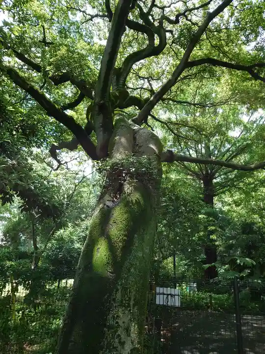 越ヶ谷久伊豆神社の自然