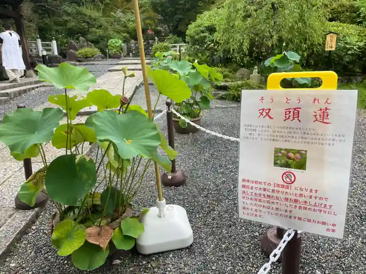 岡寺(龍蓋寺)(奈良県)