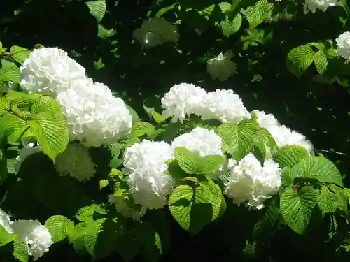 浄光明寺の自然