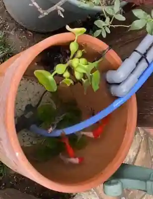 成田山名古屋別院大聖寺(犬山成田山)(愛知県)