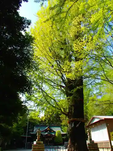 春日部八幡神社の自然