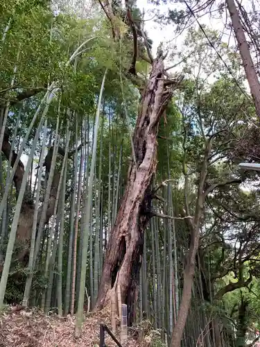 八重垣刑部神社の自然