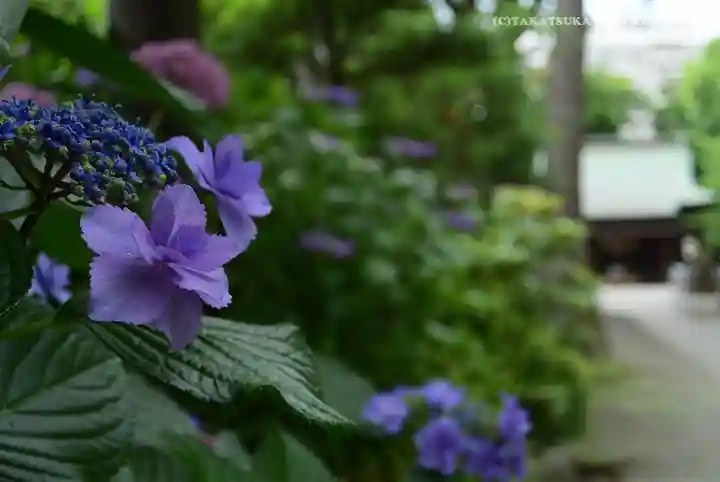 星川杉山神社(神奈川県)