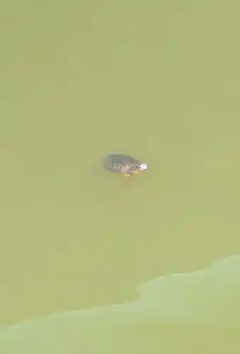七百餘所神社 の動物