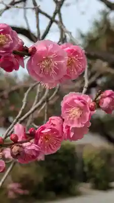 白雲神社(京都府)