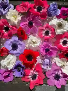 根岸八幡神社(神奈川県)(2024年04月10日(水) 19時03分24秒投稿)