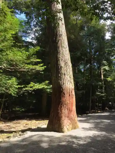 瀧原宮(皇大神宮別宮)の自然