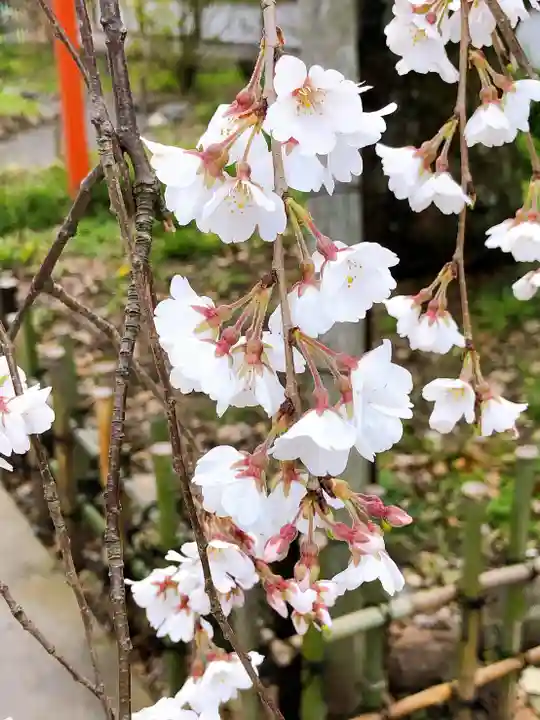 平野神社の自然