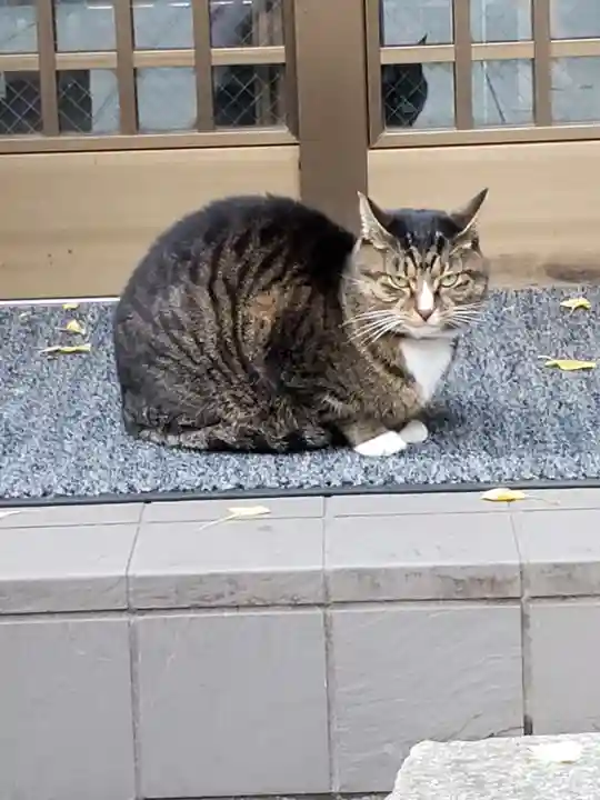 銀杏岡八幡神社の動物