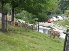 東大寺戒壇院戒壇堂の動物