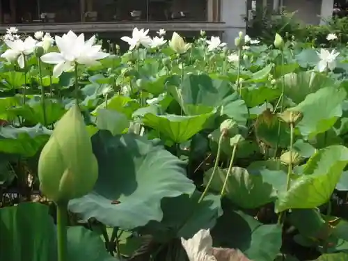 鶴岡八幡宮の自然