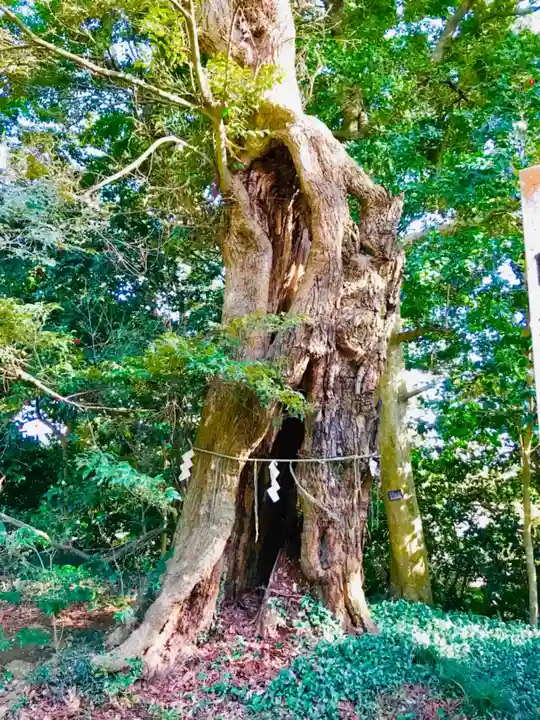 蛟蝄神社奥の宮の自然