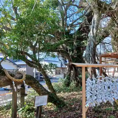 野島神社の自然