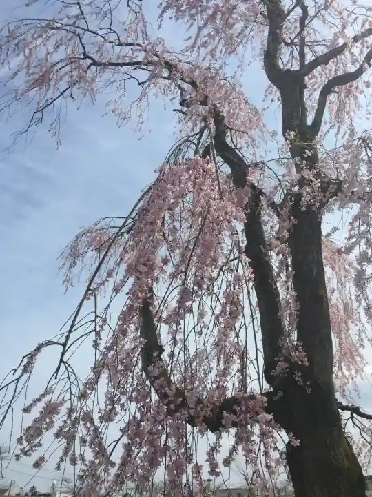 富士山本宮浅間大社(静岡県)