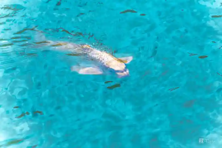 善寶寺(山形県)