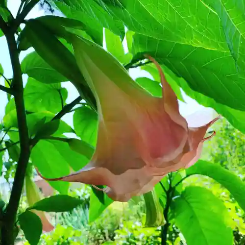 豊景神社の自然