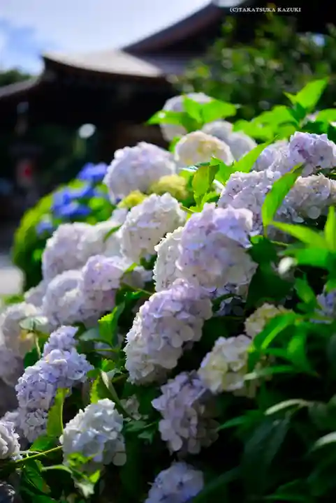 本郷氷川神社(東京都)