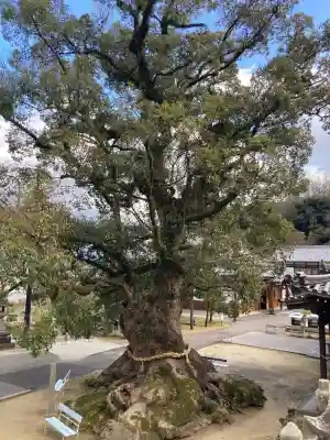 観音寺の{uncategorized: "未分類", other: "その他", undefined: "問題あり", building: "その他建物", grave: "お墓", sacred_gate: "鳥居", guardian: "狛犬", statue: "像", buddha: "仏像", history: "歴史", nature: "自然", garden: "庭園", animal: "動物", pagoda: "塔", temizu: "手水舎", mountain_gate: "山門・神門", sanctuary: "本殿・本堂", subordinate: "末社・摂社", art: "芸術", scenery: "景色", jizo: "地蔵", ema: "絵馬", goshuin: "御朱印", omikuji: "おみくじ", items: "授与品その他", amulet: "お守り", goshuincho: "御朱印帳", eats: "食事", festival: "お祭り", votive_dance: "神楽", shichigosan: "七五三参", wedding: "結婚式", experience: "体験その他", initially: "初詣", around: "周辺", anti_infection: "感染症対策"}
