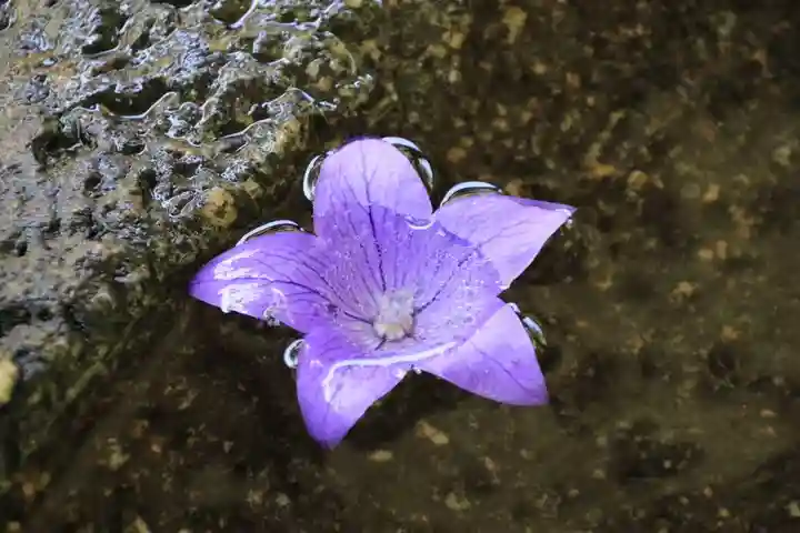 鹿島大神宮の手水舎
