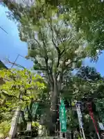 江北氷川神社の自然