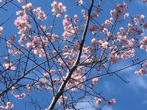 阿佐ヶ谷神明宮の自然