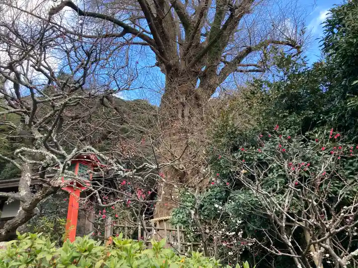 荏柄天神社の自然