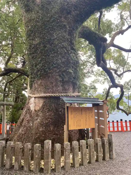 熊野那智大社の自然