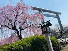 櫻木神社の建物その他