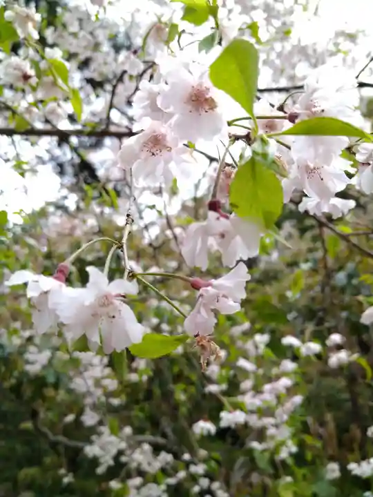 平安神宮の自然