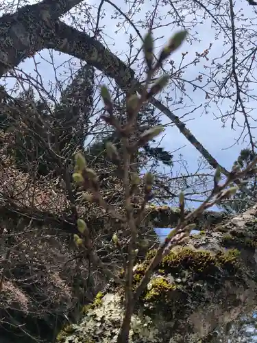 高野山金剛峯寺奥の院の自然