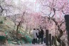 大縣神社の自然