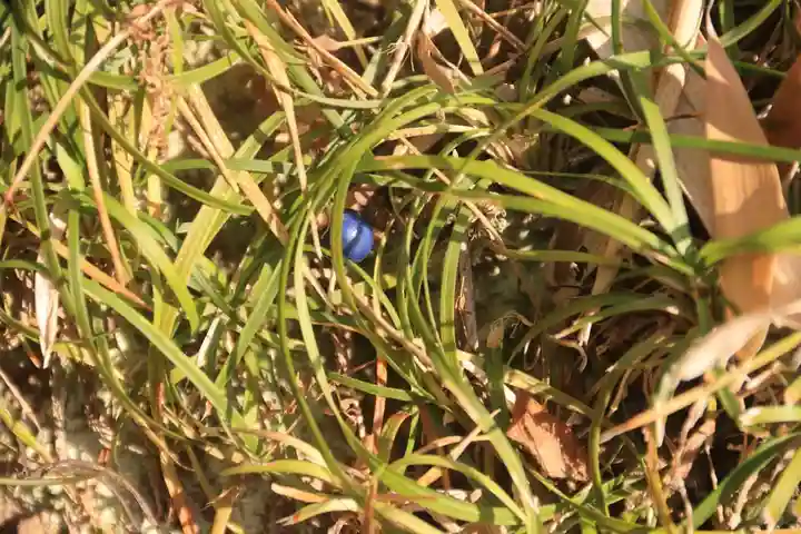 大六天麻王神社の自然