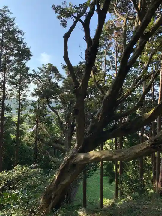 神社(名称不明)の自然