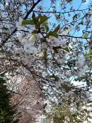 新琴似神社の自然