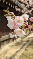 妙覺寺（妙覚寺）(京都府)