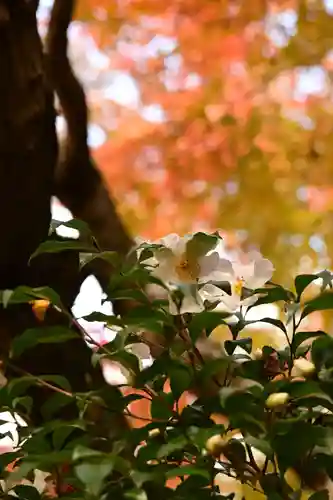 東光寺(滋賀県)