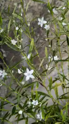嘉祥寺(京都府)