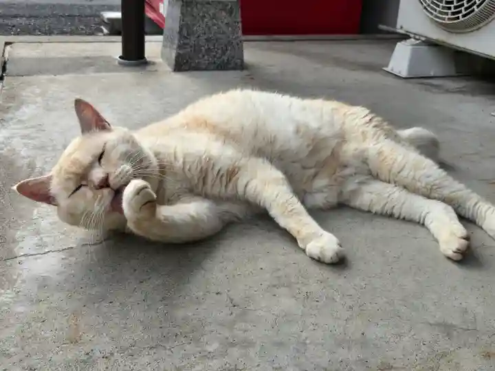 御誕生寺(猫寺)(福井県)