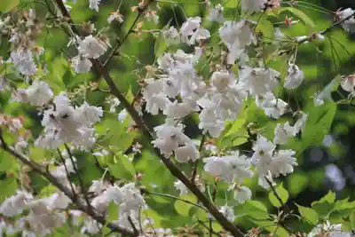 紀伊宮神社の自然