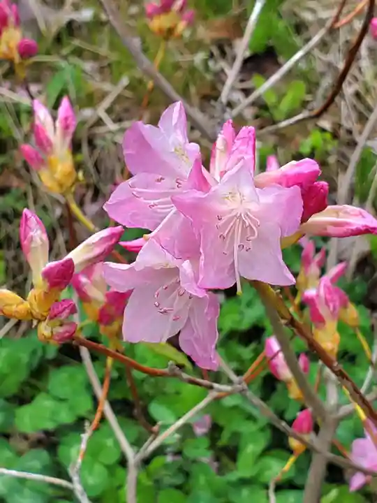 高司神社〜むすびの神の鎮まる社〜(福島県)