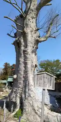 若宮八幡宮(茨城県)