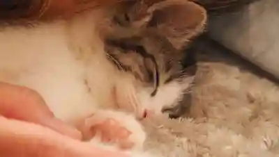 天王山 安楽寺(福井県)