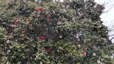 石拆神社の自然