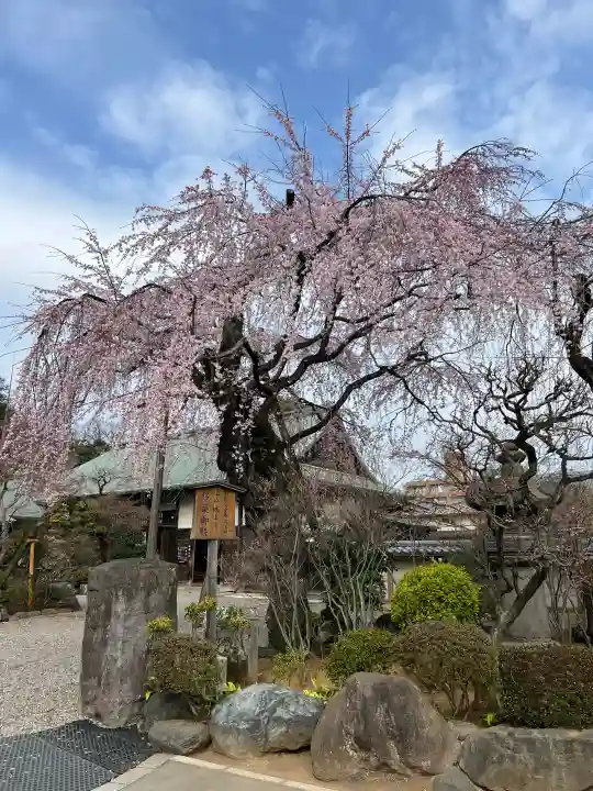 喜多院の{uncategorized: "未分類", other: "その他", undefined: "問題あり", building: "その他建物", grave: "お墓", sacred_gate: "鳥居", guardian: "狛犬", statue: "像", buddha: "仏像", history: "歴史", nature: "自然", garden: "庭園", animal: "動物", pagoda: "塔", temizu: "手水舎", mountain_gate: "山門・神門", sanctuary: "本殿・本堂", subordinate: "末社・摂社", art: "芸術", scenery: "景色", jizo: "地蔵", ema: "絵馬", goshuin: "御朱印", omikuji: "おみくじ", items: "授与品その他", amulet: "お守り", goshuincho: "御朱印帳", eats: "食事", festival: "お祭り", votive_dance: "神楽", shichigosan: "七五三参", wedding: "結婚式", experience: "体験その他", initially: "初詣", around: "周辺", anti_infection: "感染症対策"}